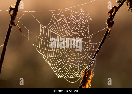 Spinnen-Netz in pearly Morgentau, Nord-Tirol, Österreich, Europa Stockfoto