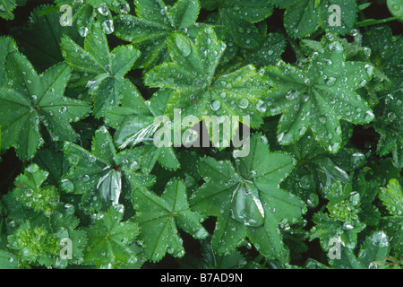 Wassertropfen auf Frauenmantel (Alchemilla Mollis), verlässt nach Regen in Nord-Tirol, Österreich, Europa Stockfoto