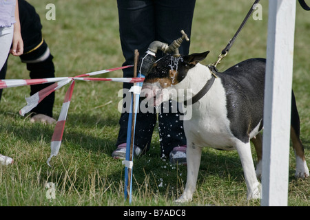 Hund aus Stand Rohr Wasserhahn trinken Stockfoto