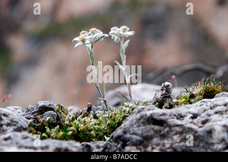 Edelweiß (Leontopodium Nivale Subspecies Alpinum) auf der Seceda-Hochplateau, Puez-Geisler Nationalpark, Wolkenstein, Südtirol Stockfoto