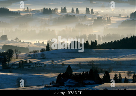 Waldfläche im Morgenlicht, Auerberg, Markt Oberdorf, Allgäu, Bayern, Deutschland, Europa Stockfoto