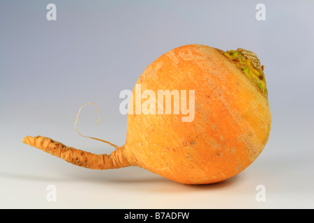 Schwede oder gelbe Rübe Stockfoto