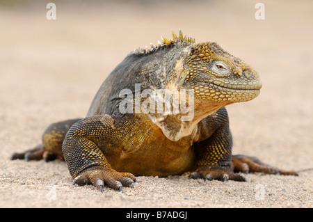 Galapagos Land Iguana (Conolophus Subcristatus), Plaza Sur Insel, Galapagos-Inseln, Ecuador, Südamerika Stockfoto