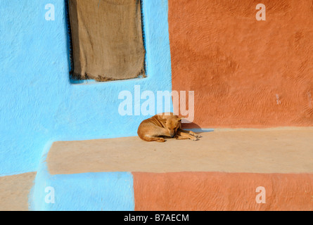 Ein brauner Hund liegend auf einer glatten Ton Terrasse schläft in der Morgensonne. Hinter ihm sind Terrakotta und Himmelblau gestrichenen Wänden. Stockfoto