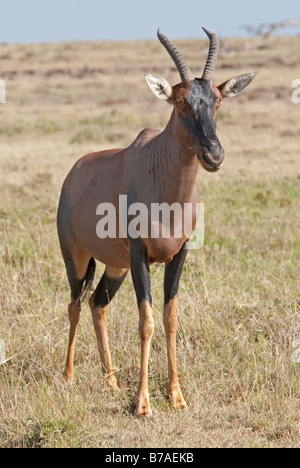 Topi Masai Mara Nord Reserve Kenia Stockfoto