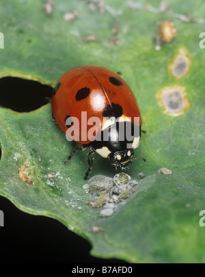 Sieben Marienkäfer (Coccinella septempunctata), die sich von Mehlkopfblattläuse ernähren Stockfoto