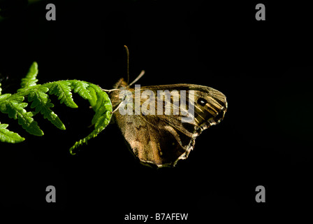 Gesprenkelte Holz Schmetterling Pararge aegeria Stockfoto