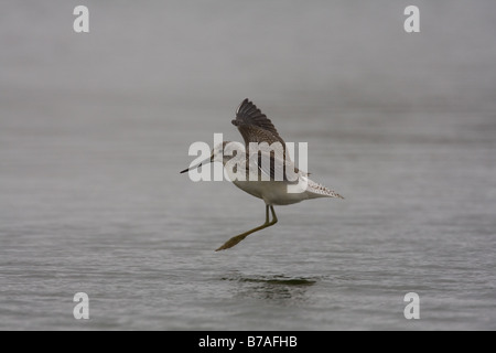 Grünschenkel Tringa Nebularia während des Fluges kommen ins Land, Norfolk, Großbritannien. Stockfoto