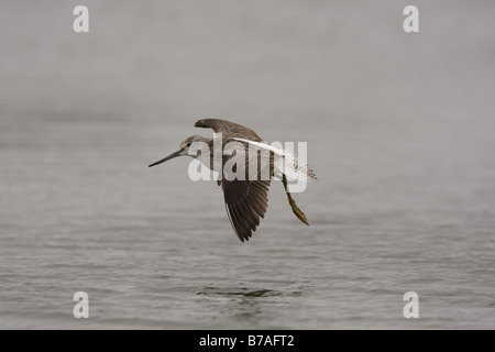 Grünschenkel Tringa Nebularia während des Fluges kommen ins Land, Norfolk, Großbritannien. Stockfoto