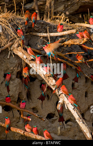 Südlichen Carmine Bienenfresser bei ihren Schlamm Wand Nester, Okavango Panhandle, Botswana Stockfoto