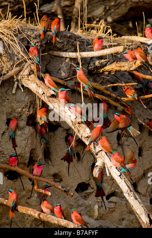 Südlichen Carmine Bienenfresser bei ihren Schlamm Wand Nester, Okavango Panhandle, Botswana Stockfoto