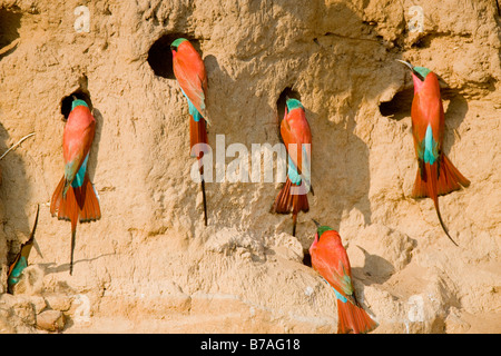 Südlichen Carmine Bienenfresser bei ihren Schlamm Wand Nester, Okavango Panhandle, Botswana Stockfoto