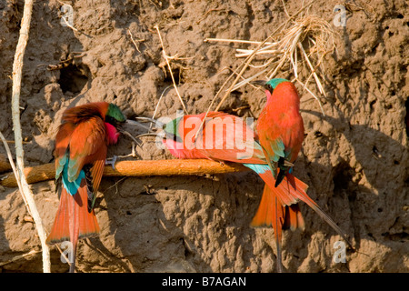 Südlichen Carmine Bienenfresser bei ihren Schlamm Wand Nester, Okavango Panhandle, Botswana Stockfoto