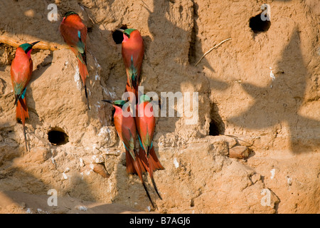 Südlichen Carmine Bienenfresser bei ihren Schlamm Wand Nester, Okavango Panhandle, Botswana Stockfoto