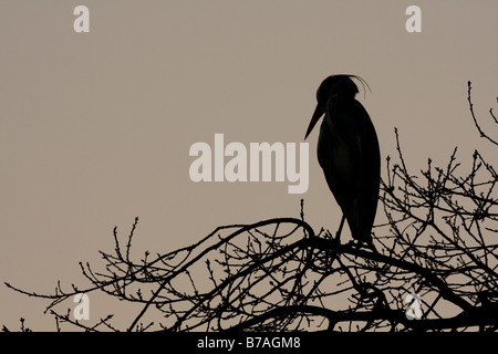 Silhouette des Grey Heron Ardea Cinerea putzen auf Baum, Malvern Hills, Worcestershire Stockfoto