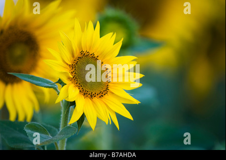 Sonnenblumen in einer indischen Feld. Gewachsene oder die Saat. Andhra Pradesh, Indien. Stockfoto