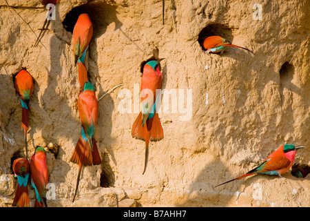 Südlichen Carmine Bienenfresser bei ihren Schlamm Wand Nester, Okavango Panhandle, Botswana Stockfoto