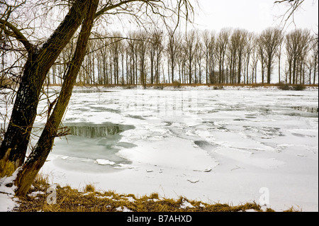 Eisscholle Eisschollen eingefroren Naturlandschaft landen Donau Donau Fluss Banken Winter Winter weißen Schnee Eis eisig kalt werden kaltes Wasser Bäume Stockfoto