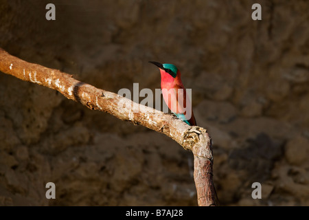 Südlichen Carmine Bienenfresser thront in der Okavango Panhandle, Botswana Stockfoto