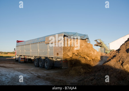 LKW-Entladung Hühnermist zu Kompostherstellung verwendet werden Stockfoto