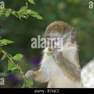 Callithrix Affe grün Affe Vervet Affen in sabaeus Stockfoto