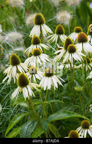 ECHINACEA PURPUREA WHITE SWAN UNTERSTÜTZT DURCH LAMPENPUTZERGRAS VILLOSUM CREME FÄLLT Stockfoto
