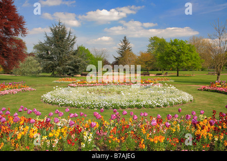 Tulpe Blume Betten St Nicholas Park Warwick Stadt Warwickshire County England Großbritannien UK Stockfoto