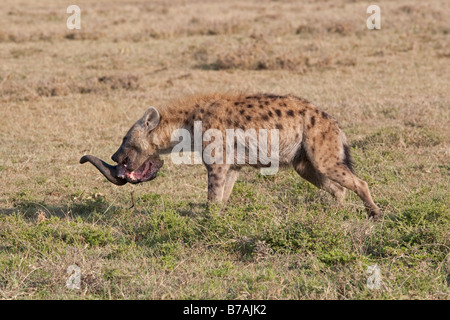 Gefleckte zerbeissen Crocuta Crocuta Essen Schädel auf offenen Savanne Ebenen Masai Mara Nord Reserve Kenia Stockfoto