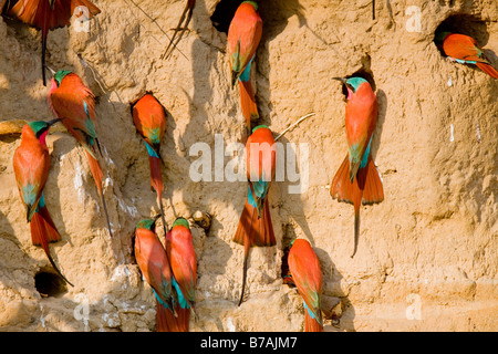 Südlichen Carmine Bienenfresser bei ihren Schlamm Wand Nester, Okavango Panhandle, Botswana Stockfoto