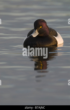 Männliche Reiherenten Aythya Fuligula Hogganfield Loch Glasgow Januar Stockfoto