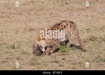 Gefleckte zerbeissen Crocuta Crocuta Essen Schädel auf offenen Savanne Ebenen Masai Mara Nord Reserve Kenia Stockfoto