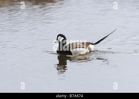 Lange tailed Ente (Clangula Hyemalis) in der Zucht Gefieder. Drake. Arktis, Kolguev Island, Russland. Stockfoto