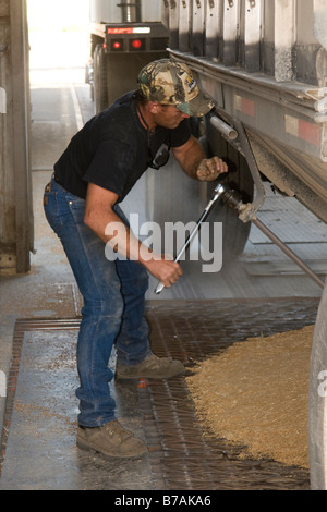 Ein Korn-LKW-Treiber arbeitet, um Weizen in einem Getreidesilo während der Ernte in der Palouse Region Washington entladen Stockfoto