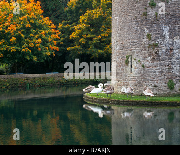 Schwäne neben dem Garten des Bischofspalastes in der Stadt Wells, Somerset, England. Stockfoto