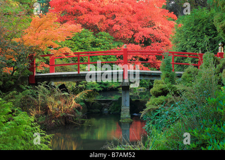 Fußgängerbrücke über den Teich umgeben von Ahornbäume im Herbst Farbe bei Kubota japanische Gärten, Seattle, Washington Stockfoto