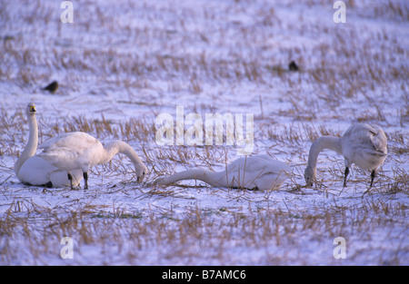 Whooper Schwäne Cygnus Cygnus Fütterung in einer Schnee bedeckten Stoppelfeld Caithness Schottland Dezember Stockfoto