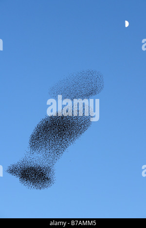 Herde der Europäischen Stare, gemeinsame Stare (Sturnus Vulgaris) Stockfoto