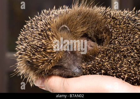 Igel (Erinaceus Europaeus) auf der Seite Stockfoto