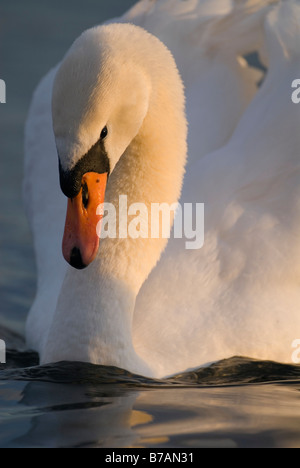 Höckerschwan Cygnus Olor Bedrohung anzeigen Strathclyde Schottland Januar Stockfoto