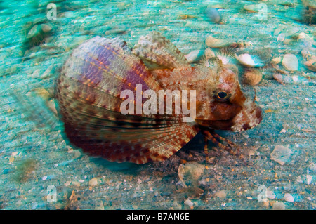 Bandtail Sea Robin Prionotus Ophryas fotografiert in Singer Island, FL Stockfoto