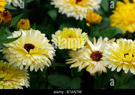 Calendula Officinalis "Fiesta Gitana" Gartenringelblume hellen orange gelbe Blume Blüte Blüte jährliche Stockfoto