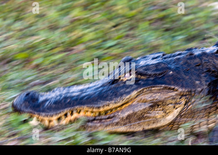 Wilden hemmungslosen amerikanischer Alligator Alligator Mississippiensis in der Big Cypress National Preserve in den Florida Everglades Stockfoto