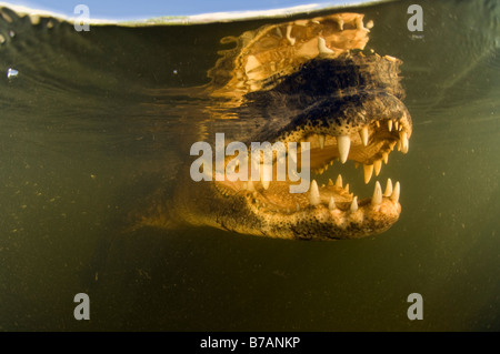 Wilden hemmungslosen amerikanischer Alligator Alligator Mississippiensis in der Big Cypress National Preserve in den Florida Everglades Stockfoto