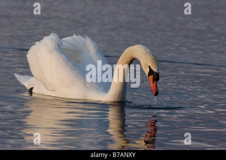 Schwan im Morgengrauen in Yamanaka Ko in der Nähe von Fuji fünf-Seen-Gebiet. Wassertropfen Glanz auf das frühe Sonnenlicht Stockfoto