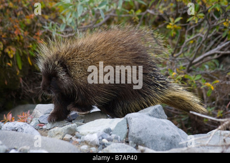 North American Porcupine (Erethizon Dorsatum), in ein Bachbett, Canadian Porcupine, gemeinsame Stachelschwein, Donjek Route, Kluane Natio Stockfoto