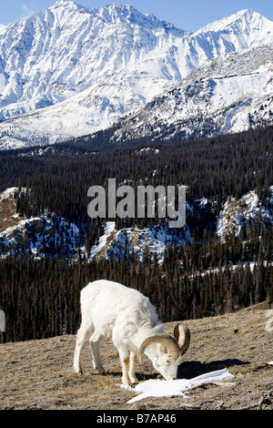 Dallschafe Ram (Ovis Dalli), Patch von Schnee, Sheep Mountain, St. Elias Range, Kluane National Park, Yukon Territorium, Kanada, noch Stockfoto