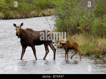 Elch (Alces Alces), Kuh und Kalb über oberen Blackstone River, Dempster Highway, Yukon Territorium, Kanada, Nordamerika Stockfoto