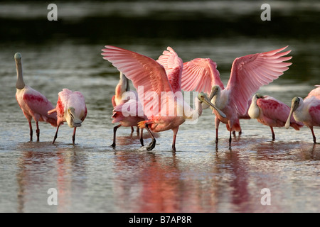 Rosige Löffler (Platalea Ajaja) Stockfoto