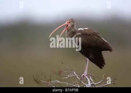 American White Ibis (Eudocimus albus), jugendlich Stockfoto