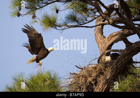 Der Weißkopfseeadler (Haliaeetus leucocephalus) Stockfoto